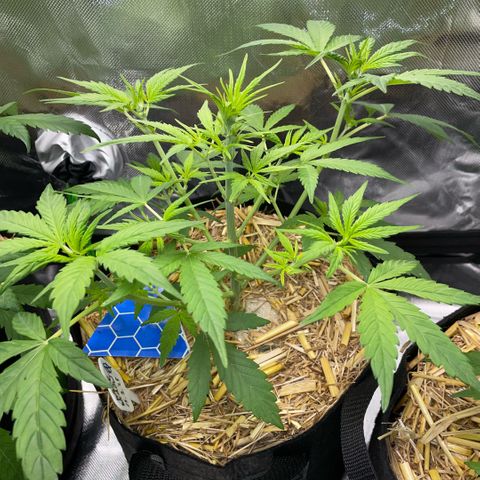 White Widow Automatic by KilliczGe growlog timeline photo