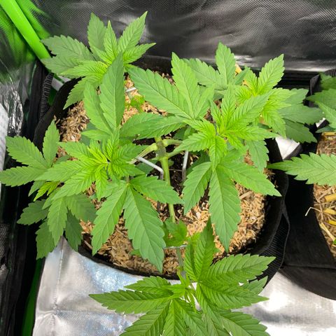 Big Bud by KilliczGe growlog timeline photo