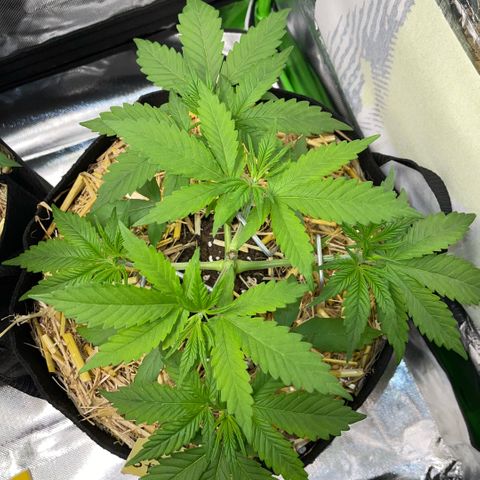 Permanent Marker by KilliczGe growlog timeline photo