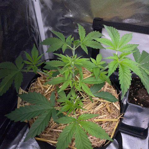 Purple Zkittlez #2 by KilliczGe growlog timeline photo