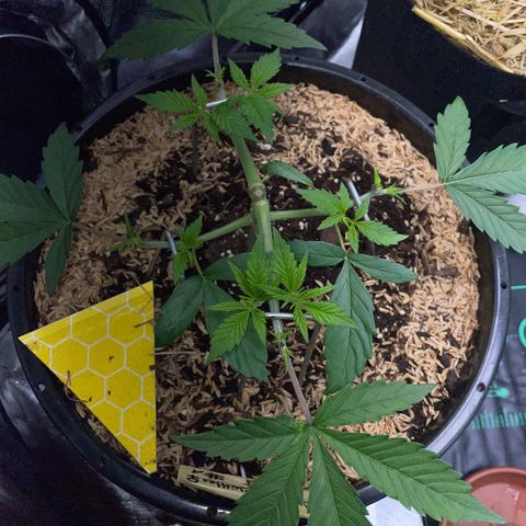 Purple Zkittlez #1 by KilliczGe growlog timeline photo