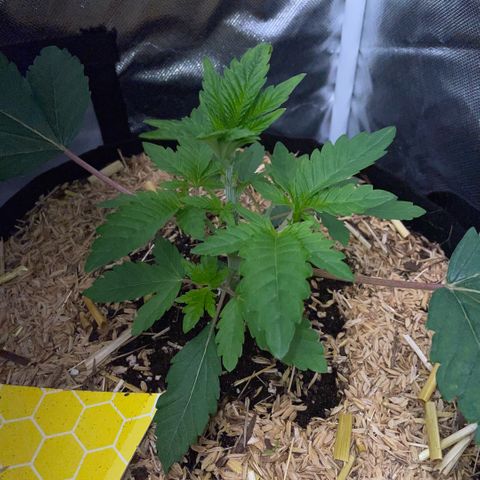 Cereal Milk #3 by KilliczGe growlog timeline photo