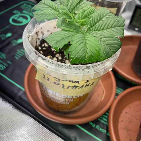 Big Bud 1 Klon 1 by KilliczGe growlog timeline photo