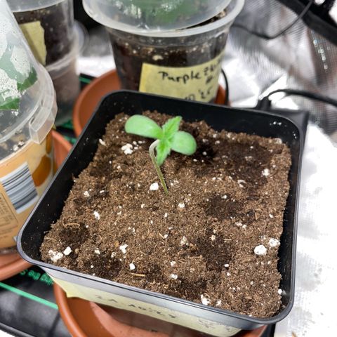 Dante’s Inferno - Mile High Dave by KilliczGe growlog timeline photo