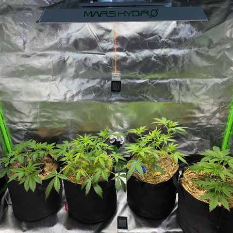 White Widow Automatic by KilliczGe growlog timeline photo