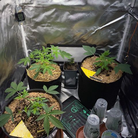 Cereal Milk #3 by KilliczGe growlog timeline photo