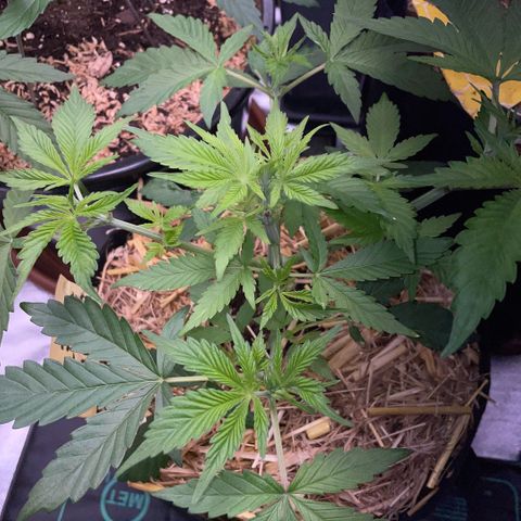 Purple Zkittlez #2 by KilliczGe growlog timeline photo