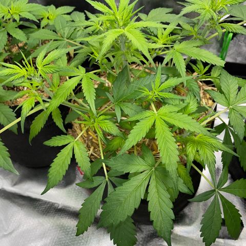 Purple Punch Automatic by KilliczGe growlog timeline photo