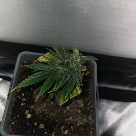 Tangerine Dream Clon #1 by KilliczGe growlog timeline photo