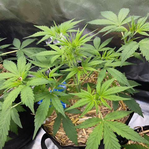 White Widow Automatic by KilliczGe growlog timeline photo