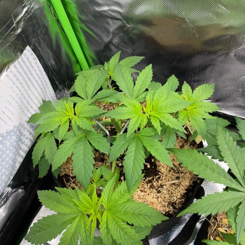 Big Bud by KilliczGe growlog timeline photo