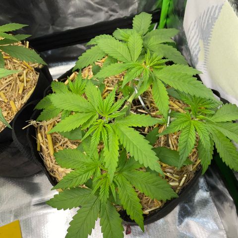 Permanent Marker by KilliczGe growlog timeline photo