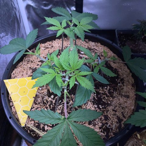 Purple Zkittlez #1 by KilliczGe growlog timeline photo