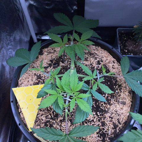 Purple Zkittlez #1 by KilliczGe growlog timeline photo