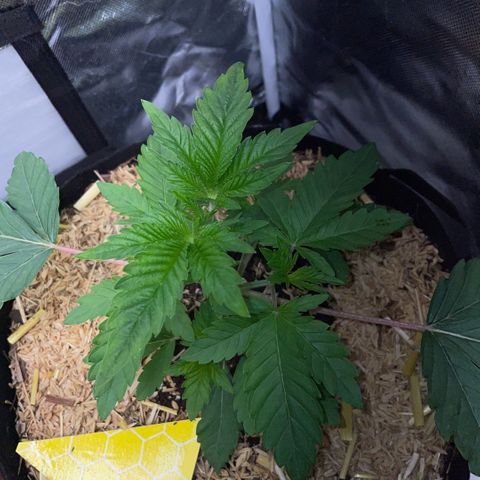 Cereal Milk #3 by KilliczGe growlog timeline photo