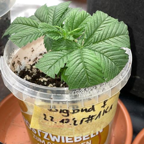Big Bud 1 Klon 1 by KilliczGe growlog timeline photo