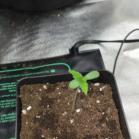 Dante’s Inferno - Mile High Dave by KilliczGe growlog timeline photo