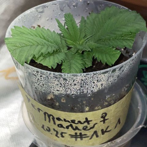 Permanent Marker 1 Klon 1 by KilliczGe growlog timeline photo