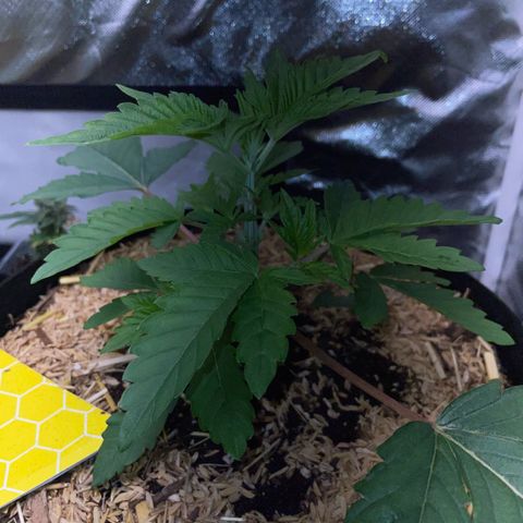 Cereal Milk #3 by KilliczGe growlog timeline photo