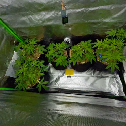 White Widow Automatic by KilliczGe growlog timeline photo