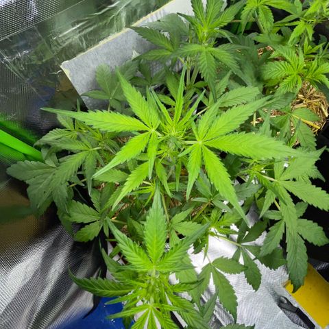 Purple Punch Automatic by KilliczGe growlog timeline photo