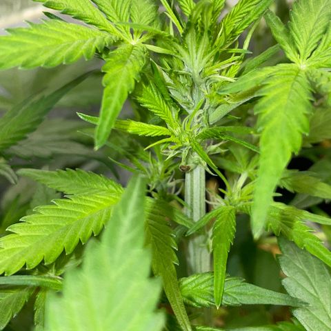 Purple Punch Automatic by KilliczGe growlog timeline photo