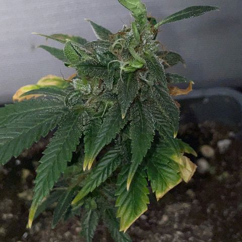 Tangerine Dream Clon #1 by KilliczGe growlog timeline photo