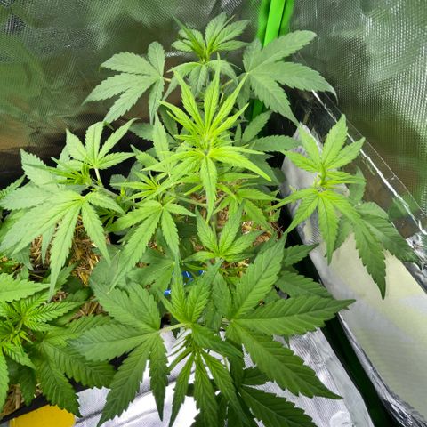 White Widow Automatic by KilliczGe growlog timeline photo