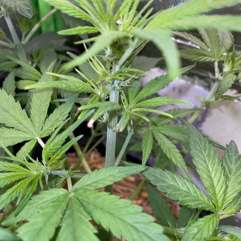 White Widow Automatic by KilliczGe growlog timeline photo