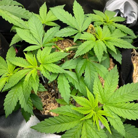 Big Bud by KilliczGe growlog timeline photo