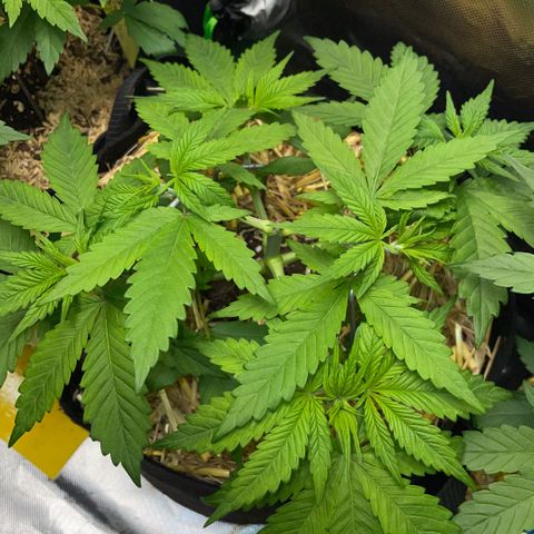 Permanent Marker by KilliczGe growlog timeline photo