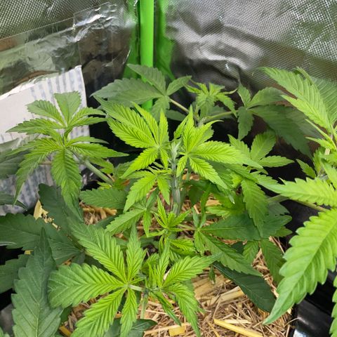 Purple Zkittlez #2 by KilliczGe growlog timeline photo