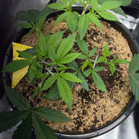 Purple Zkittlez #1 by KilliczGe growlog timeline photo