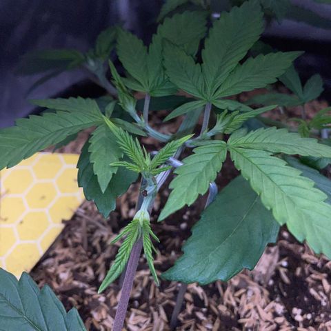 Purple Zkittlez #1 by KilliczGe growlog timeline photo