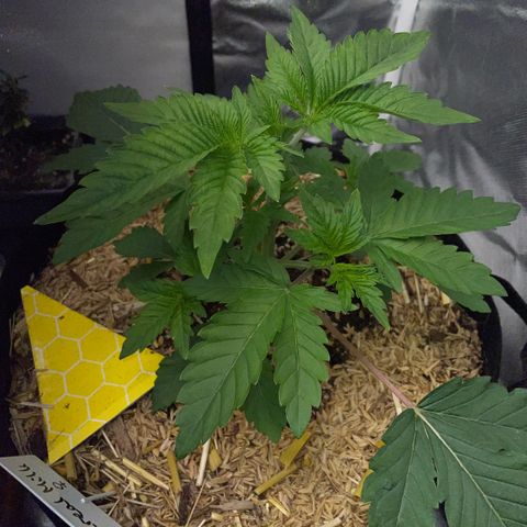 Cereal Milk #3 by KilliczGe growlog timeline photo