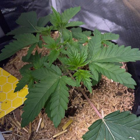 Cereal Milk #3 by KilliczGe growlog timeline photo