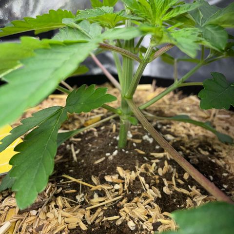 Cereal Milk #3 by KilliczGe growlog timeline photo