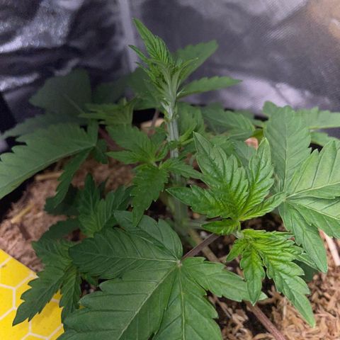 Cereal Milk #3 by KilliczGe growlog timeline photo