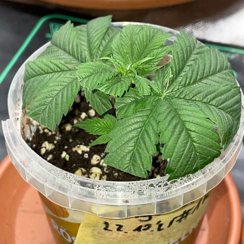 Big Bud 1 Klon 1 by KilliczGe growlog timeline photo