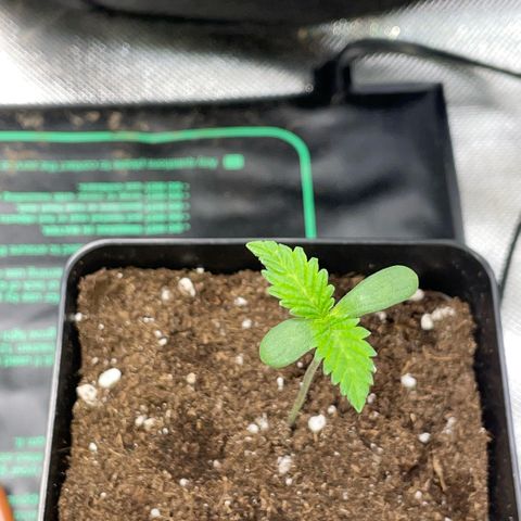 Dante’s Inferno - Mile High Dave by KilliczGe growlog timeline photo