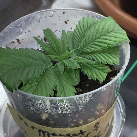 Permanent Marker 1 Klon 1 by KilliczGe growlog timeline photo