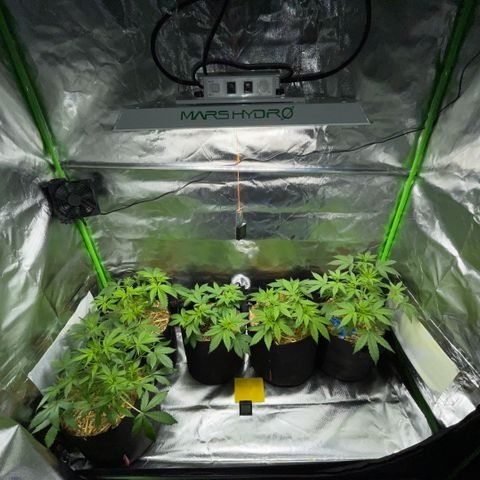 White Widow Automatic by KilliczGe growlog timeline photo