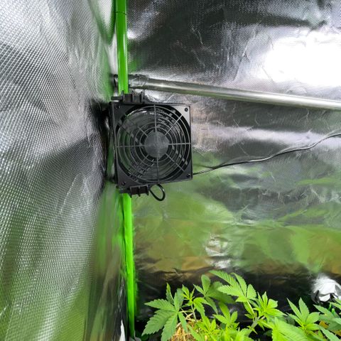 White Widow Automatic by KilliczGe growlog timeline photo