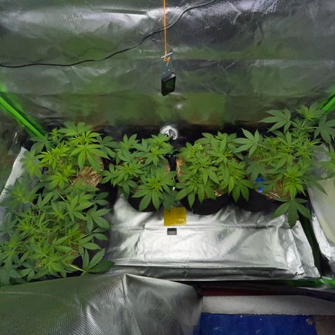 White Widow Automatic by KilliczGe growlog timeline photo