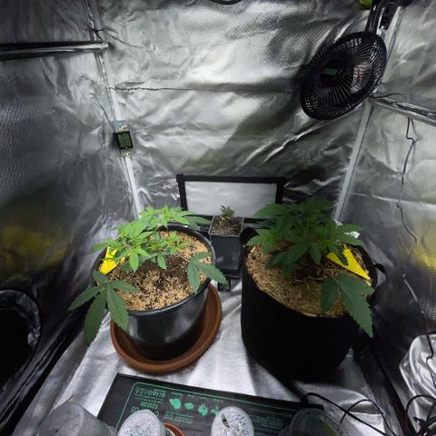 Cereal Milk #3 by KilliczGe growlog timeline photo