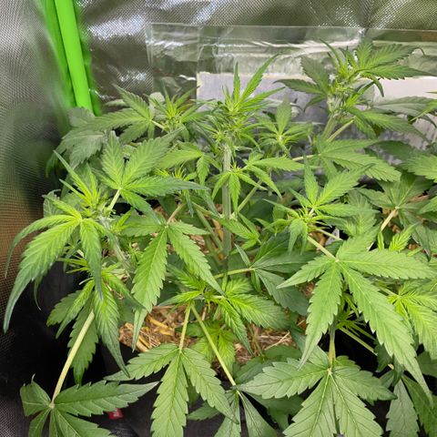 Purple Punch Automatic by KilliczGe growlog timeline photo