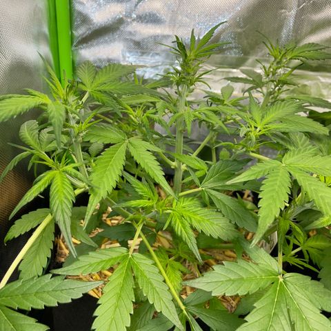 Purple Punch Automatic by KilliczGe growlog timeline photo