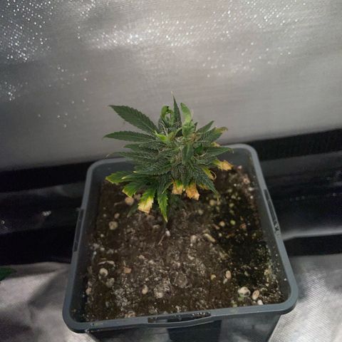 Tangerine Dream Clon #1 by KilliczGe growlog timeline photo