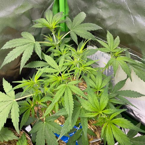 White Widow Automatic by KilliczGe growlog timeline photo