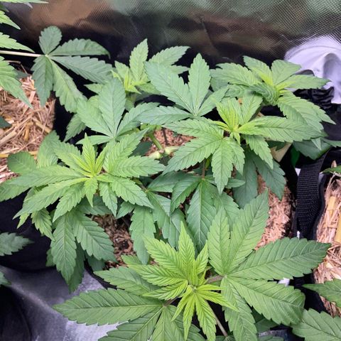 Big Bud by KilliczGe growlog timeline photo